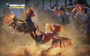 Vì sao không gian đá gà tại Net88 cuốn hút đến vậy?