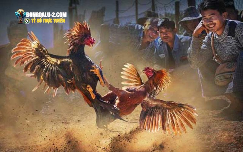 Vì sao không gian đá gà tại Net88 cuốn hút đến vậy?
