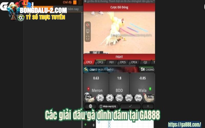 Các giải đấu gà đình đám tại GA888